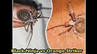 Black Ninja vs Orange Striker Spider Fight(best)