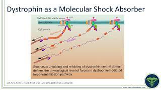 Evolutions in the Management of Duchenne Muscular Dystrophy: Introduction to Dystrophin