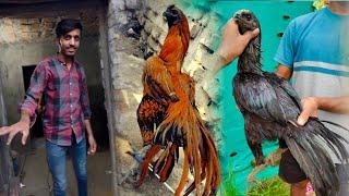 Dragon Aseel VS Shamo, How To Start Chicken Farming At Home, Thai Aseel Murga, Hsn