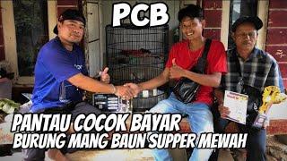 Kasih burung muray batu super mewah ke mang baun rejeki hasil ngonten