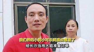 我们养的小狗可乐到底去哪里了，和老挝媳妇准备长沙当地大姐下的订单