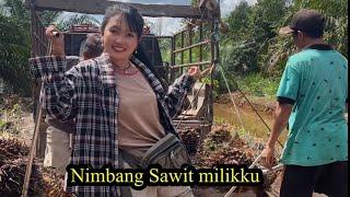 Gaji sawit di Kalimantan || Nimbang sawit milikku