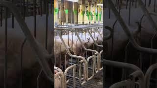 Key Steps for Sow Insemination #epicmamachinery #pigs #farming #epicfarming