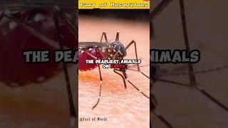 The Deadly Truth About Mosquitoes The World's Deadliest Animals #shorts #viral #shorts #trending