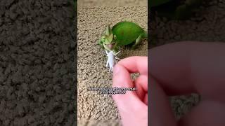 Surprisingly the chameleon brought the uncle an unexpected delingt#animals  #shortvideo #shorts