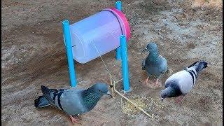 Tr Technology: Doves birds Trap  making from plastic bottle 2019