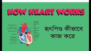 How heart works||in bengali|| animated video