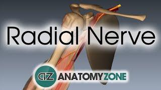 Radial Nerve | 3D Anatomy Tutorial