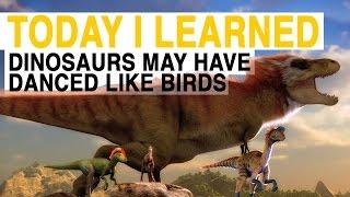 TIL: Dinosaurs May Have Danced Like Birds | Today I Learned