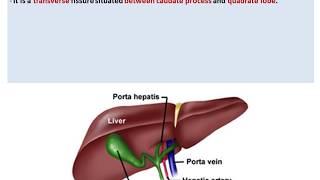 Anatomy of the Liver - Dr. Ahmed Farid