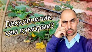 Деҳқончилик ҳам қуморми?