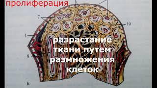 Как КОСТИ растут в длину и ширину. Чудесные тайны костей. Просто о сложном