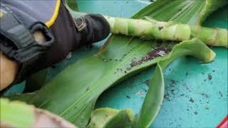 Simple Plant Propagation Technique