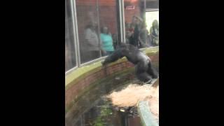 Chimp makes up with man at Chester Zoo 02/09/14