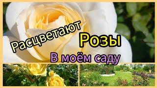 Розы расцветают в моём саду.