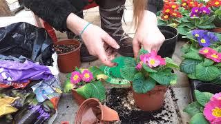 Repotting and care for primulas