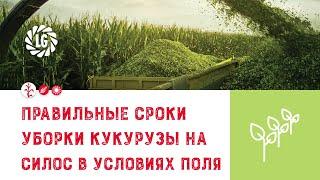 Гибрид кукурузы на силос LGAN / Определение правильных сроков уборки кукурузы