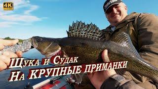 Щука и Судак на крупные приманки. Рыбалка на спиннинг с лодки в Псковской области, май 2024