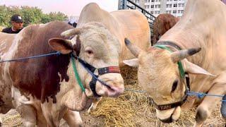 ROMBONGAN SAPI RAKSASA ROSSI TERBESAR INDONESIA TURUN DARI TRUK ‼️