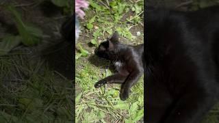 Shadow the stray cat was sleeping peacefully when something woke her up #cat #blackcat #straycat