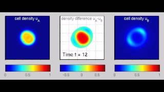 Partial sorting of cells through differential cell adhesion