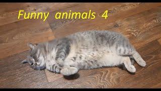 Funny animals 4