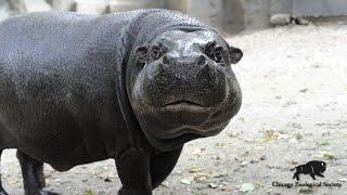 Dr. Mike's Video Blog: Obesa Pygmy Hippo Surgery