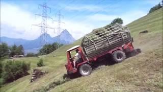 Reform Muli Sommer 2018 Farming in Switzerland