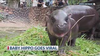 Baby Hippo named Moo becomes viral sensation