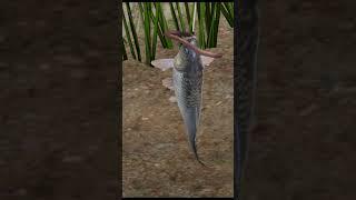 А червяк точно не великоват? Русская рыбалка 4 озеро Янтарное #shorts #fishing #gaming #рыбалка