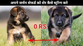 अपने German shepherd को शेर कैसे strong करे / how to maintain German shepherd