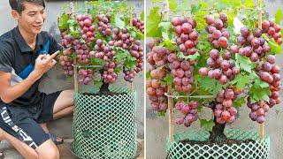 Simple tips for growing grapes at home for more fruit - eat all year round