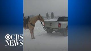 Video of a horse dragged by a truck leads to animal abuse investigation