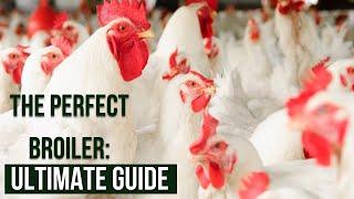 The Perfect Broiler: The Ultimate Guide to Raising Broilers Properly