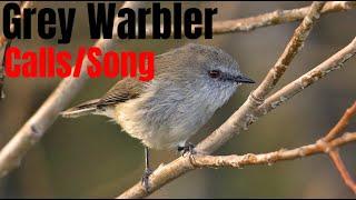 Grey Warbler [Calls/Song]