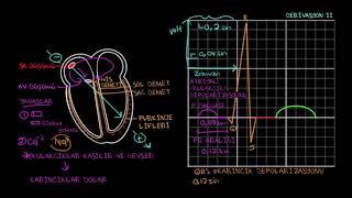 EKG’de Normal Sinüs Ritmi (Fen Bilimleri) (Sağlık ve Tıp)