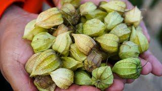 Growing Wild In The Farm This Fruits Have Expensive Price.