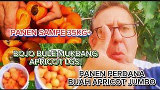 PANEN PERDANA BUAH APRICOT JUMBO! BARU 1 POHON PANEN 30KG+, BOJO BULE LGS MUKBANG! BIKIN NGILER