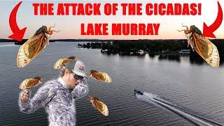 SMASHING BASS ON THE HERRING SPAWN- 2024 Bassmaster Elite Series Stop 5 Lake Murray- Practice VLOG