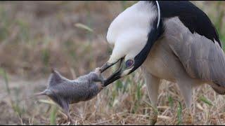 Black Crowned Night Heron once again shows his hunting prowess