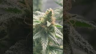 Home Grown OG Kush 2024 Flowering Stage Full