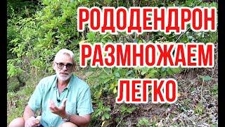 Размножаем рододендрон за 10 минут / Игорь Билевич