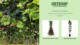 Barbatelle greenshop