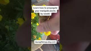 How to propagate marigold flower seeds?