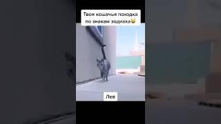 Кошачья походка по знаку зодиака  !!