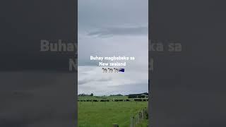 Buhay magbabaka sa new zealand  @dairyfarmernz