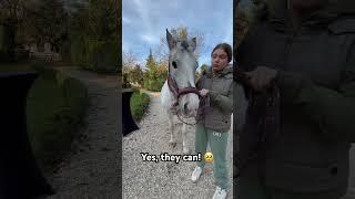 Blind horses CAN live a normal life  #pferde#equestrian#horse#trending#viral#horseriding#foryou