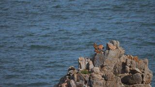 Eastern Fujian Series Ep. 1: Natural pasture for goats on the sea