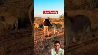 Lion Family #shorts #animals #youtubeshorts