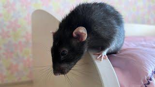 Крысяшка-вытворяшка по имени Татошка. #животные #animal #rat #крысы